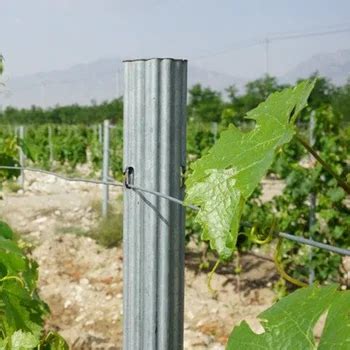 vineyard stakes|vineyard line posts.